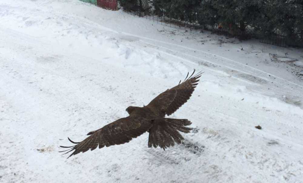 Tedavi Edilen Kızıl Şahin Yeniden Doğaya Salındı