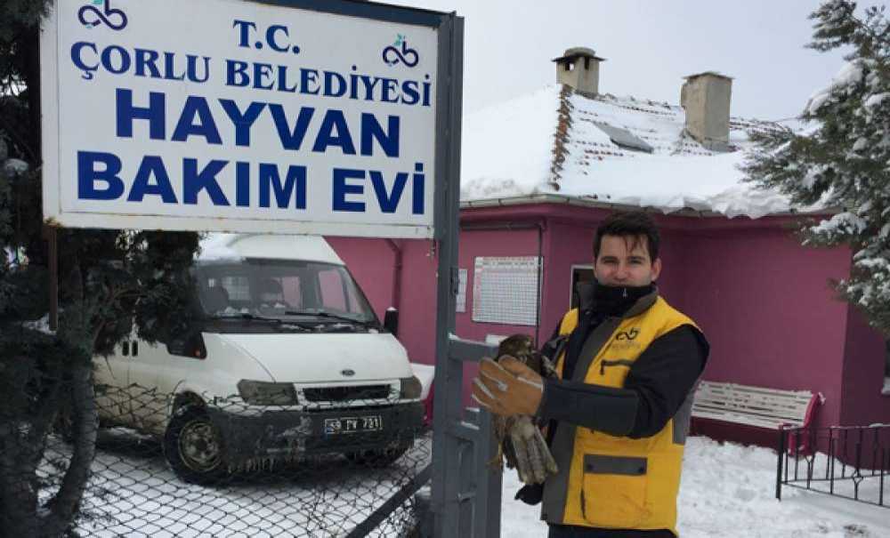 Tedavi Edilen Kızıl Şahin Yeniden Doğaya Salındı