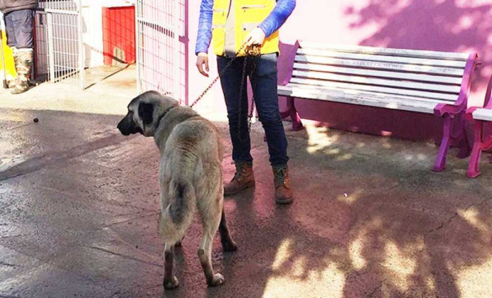 Araca Bağlanarak Götürülen Köpek Koruma Altına Alındı