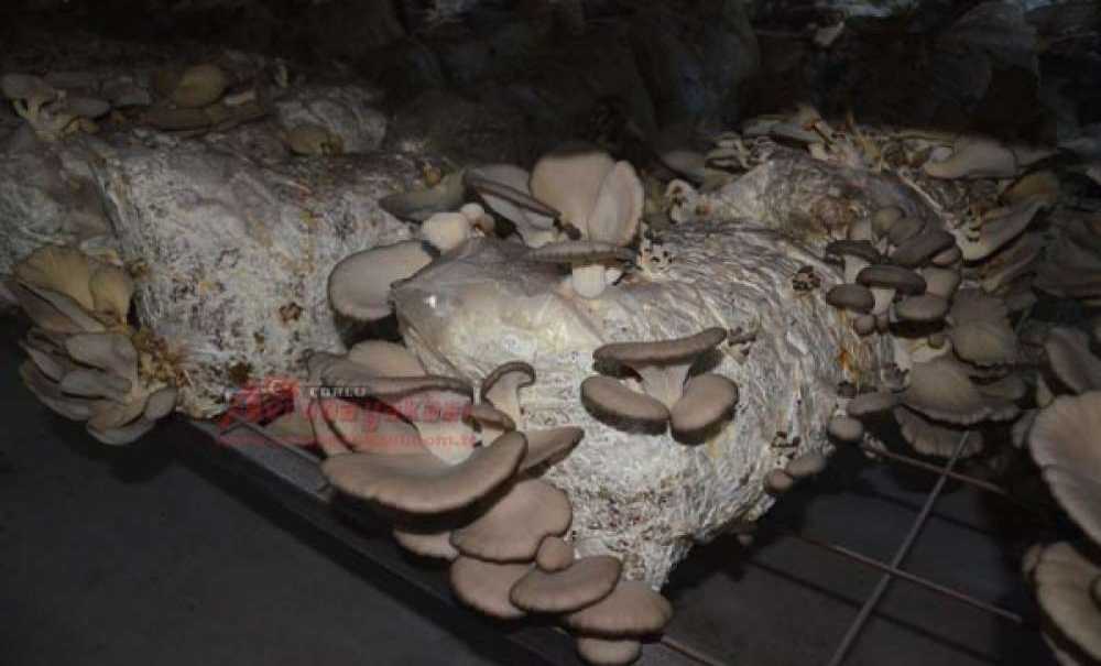 Hobileri İşleri Oldu