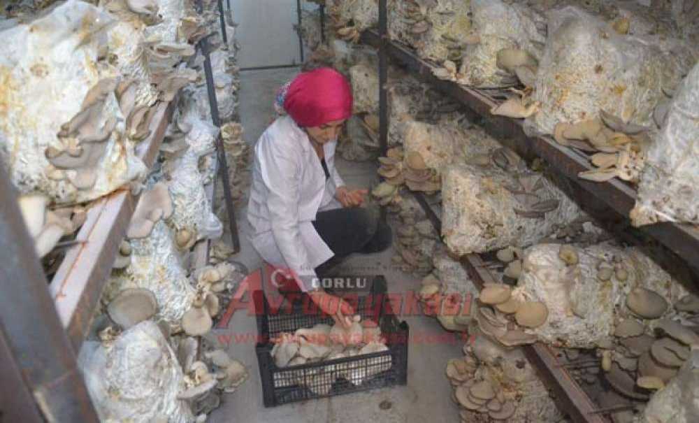 Hobileri İşleri Oldu