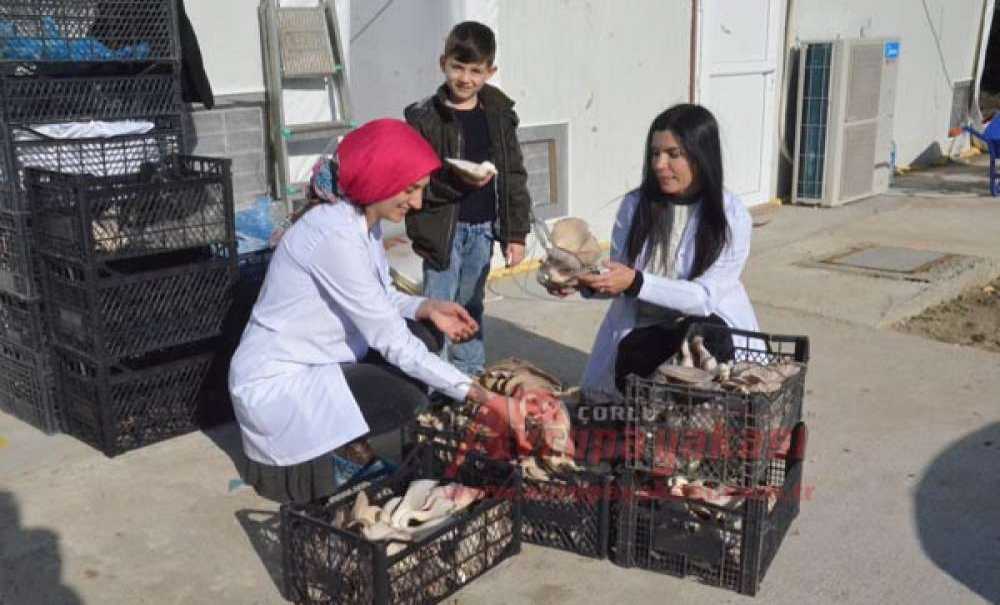 Hobileri İşleri Oldu