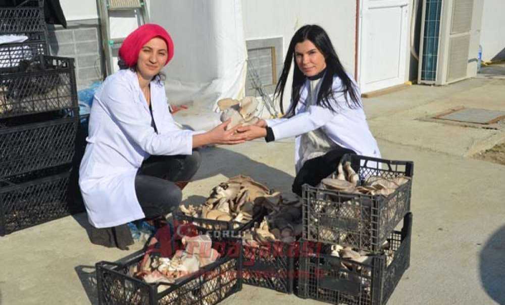 Hobileri İşleri Oldu