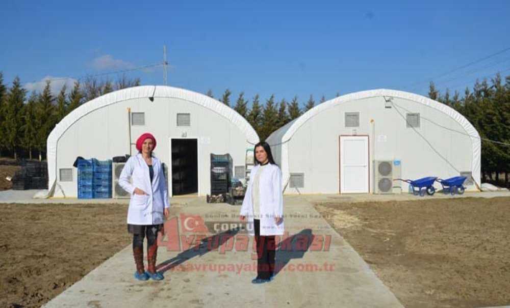 Hobileri İşleri Oldu