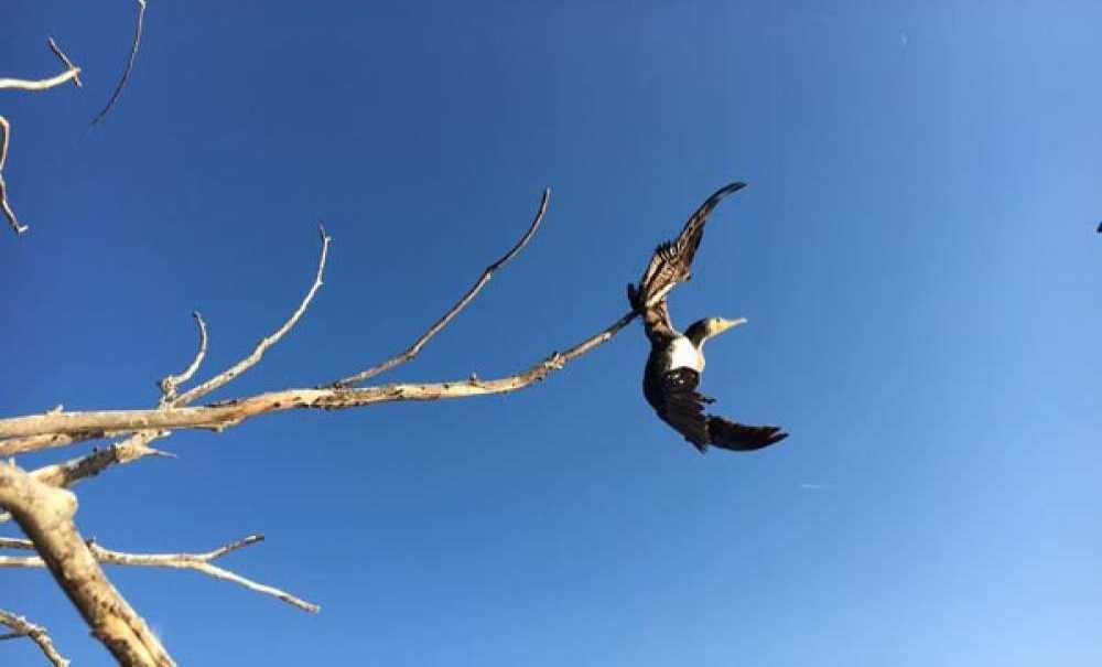 Ağaçta Asılı Kalan Karabatak Kurtarıldı