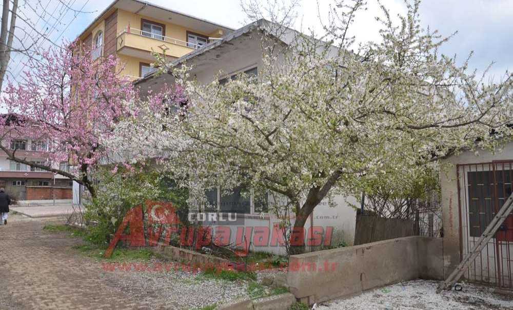 Cemre Düştü Ağaçlar Çiçek Açtı