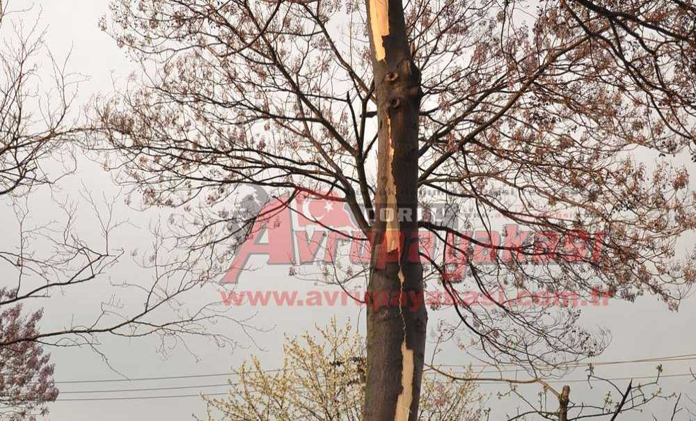 Fabrika Bahçesindeki Ağaca Yıldırım Düştü