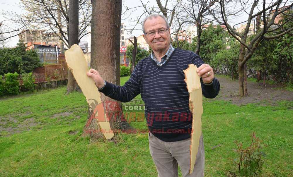 Fabrika Bahçesindeki Ağaca Yıldırım Düştü