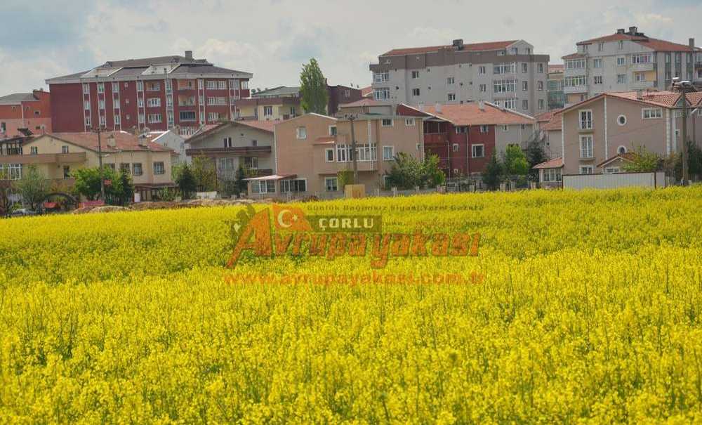 Çorlu Sarıya Boyandı