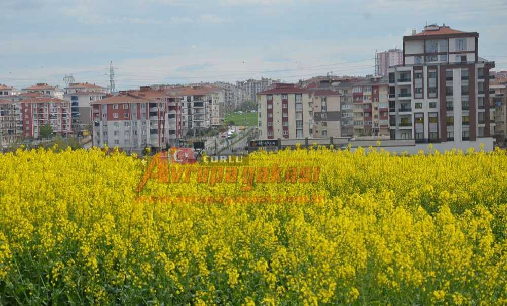 Çorlu Sarıya Boyandı