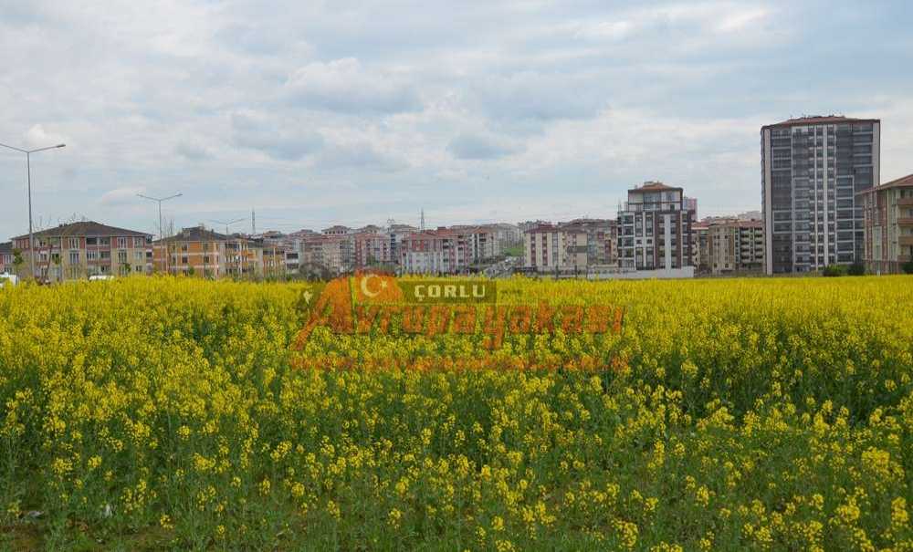 Çorlu Sarıya Boyandı