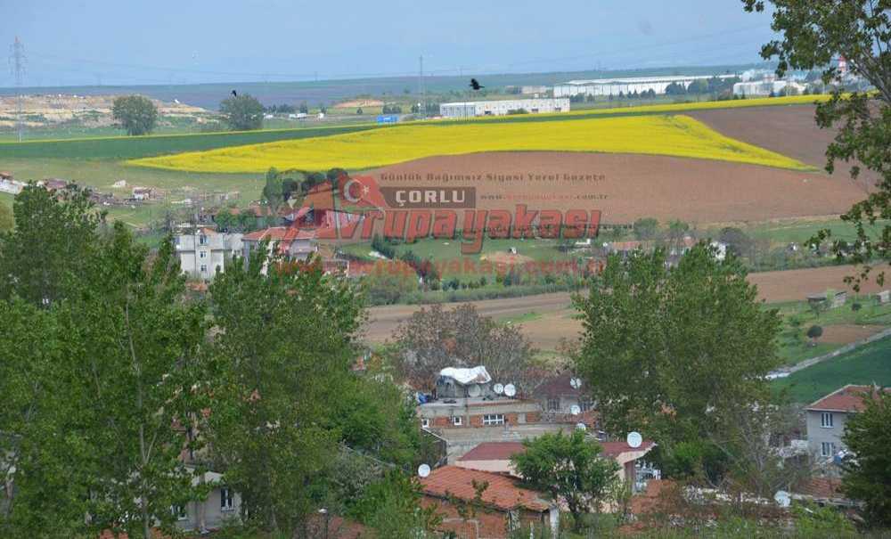 Çorlu Sarıya Boyandı