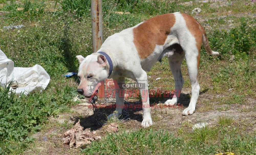 Sahipsiz Pitbull Polis Ve Zabıtayı Harekete Geçirdi