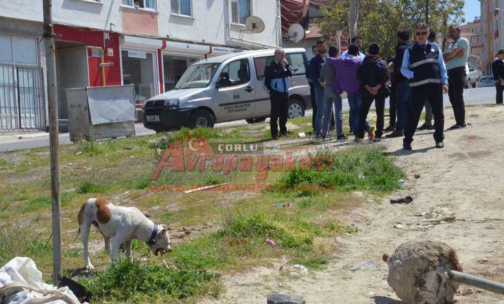 Sahipsiz Pitbull Polis Ve Zabıtayı Harekete Geçirdi