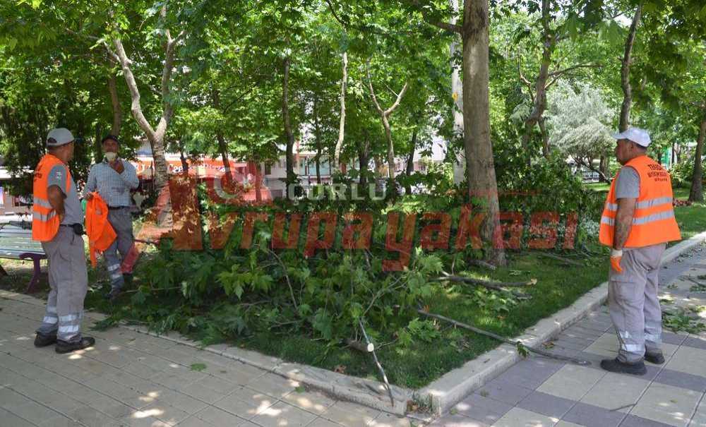 Büyükşehirden Çorlu'da Ağaç Budaması