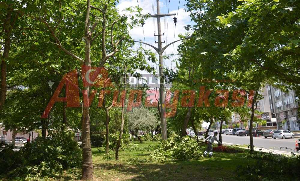 Büyükşehirden Çorlu'da Ağaç Budaması