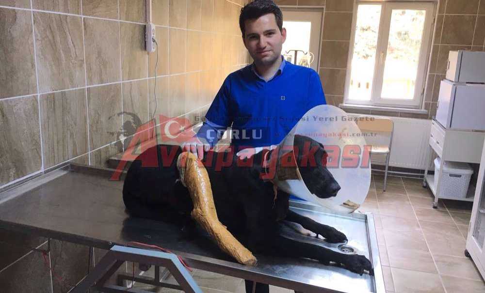 Yaralanan Sokak Köpeği Tedavi Edildi