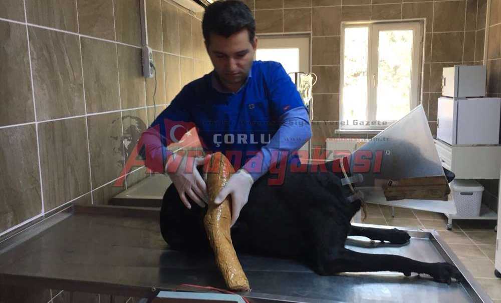 Yaralanan Sokak Köpeği Tedavi Edildi