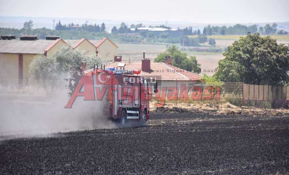 Buğday Tarlası Alevlere Teslim Oldu