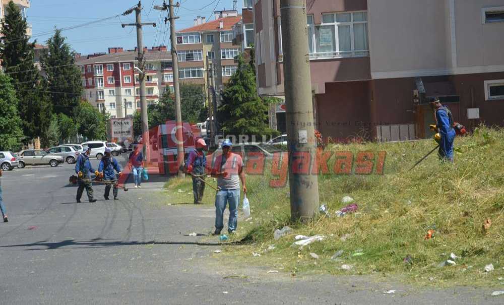 Yangınlara Neden Olan Otlar Biçiliyor