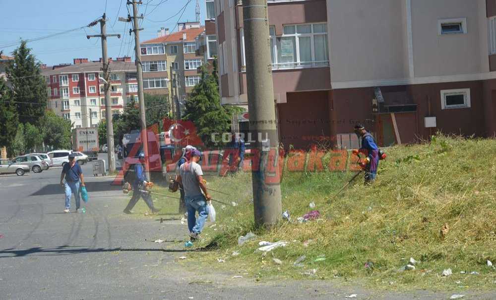 Yangınlara Neden Olan Otlar Biçiliyor