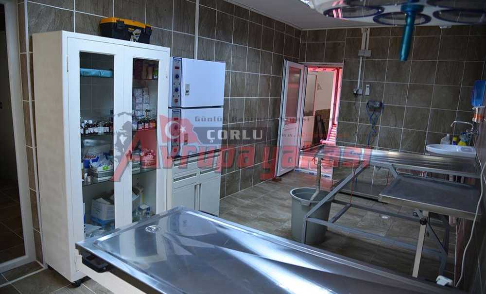 Çorlu Belediyesi Hayvan Severlerin Yüzünü Güldürdü