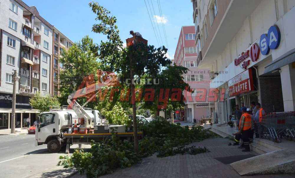 Elektrik Tellerine Zarar Veren Ağaçlar Budandı