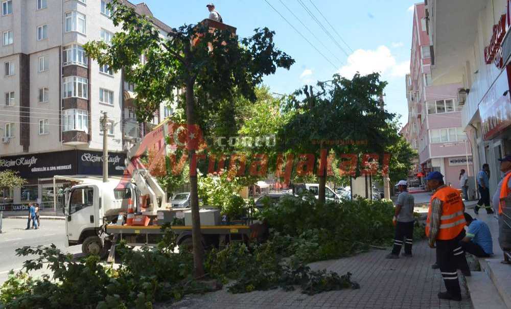 Elektrik Tellerine Zarar Veren Ağaçlar Budandı