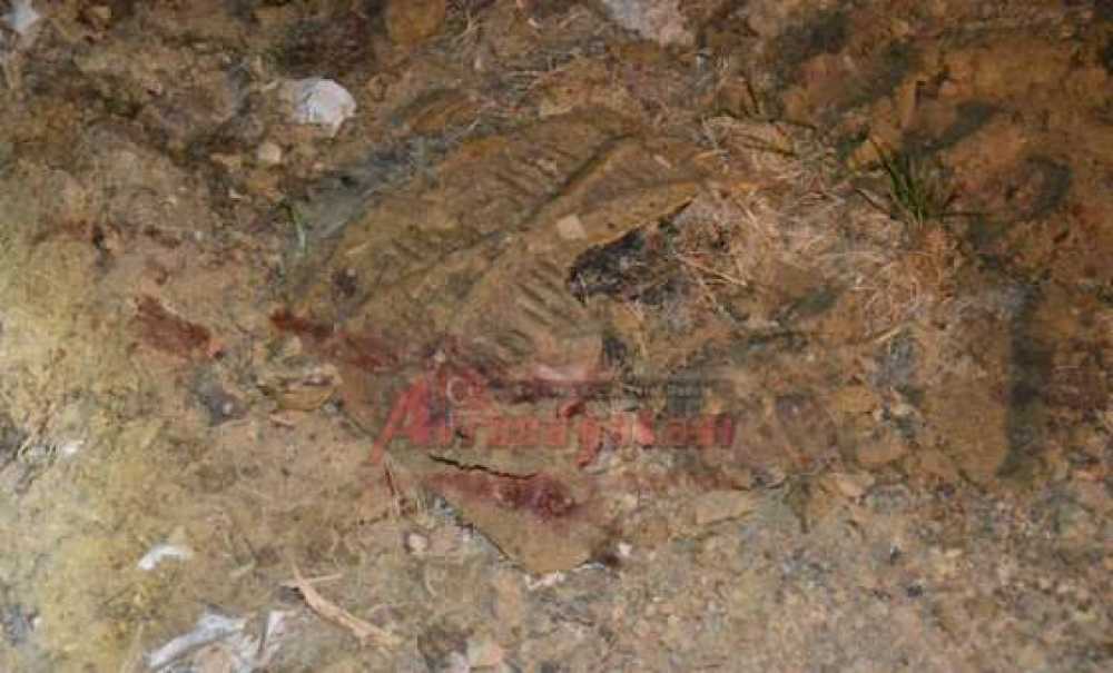 Hayvan Severlerden Gece Yarısı Baskını