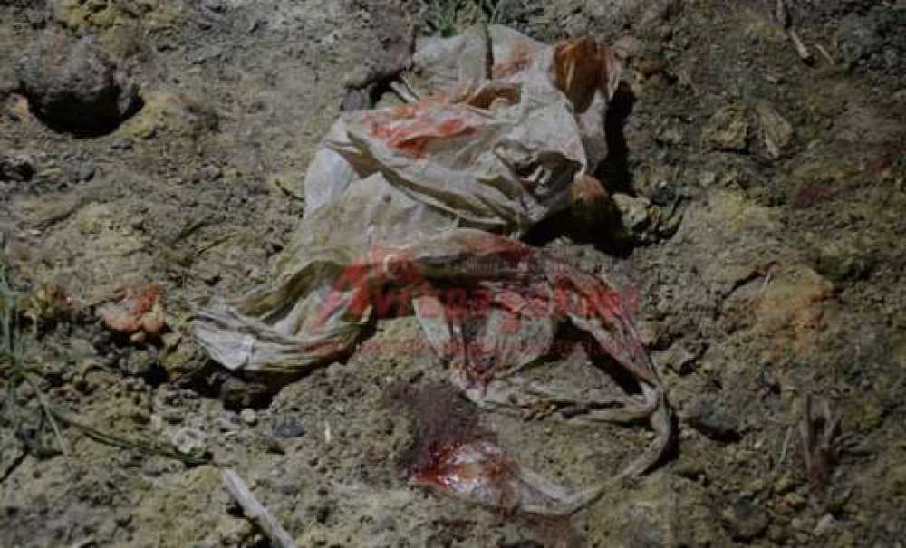 Hayvan Severlerden Gece Yarısı Baskını