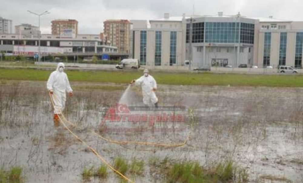 Çorlu Belediyesi Sivrisinek, Karasinek Ve Larva Mücadelesine Başladı