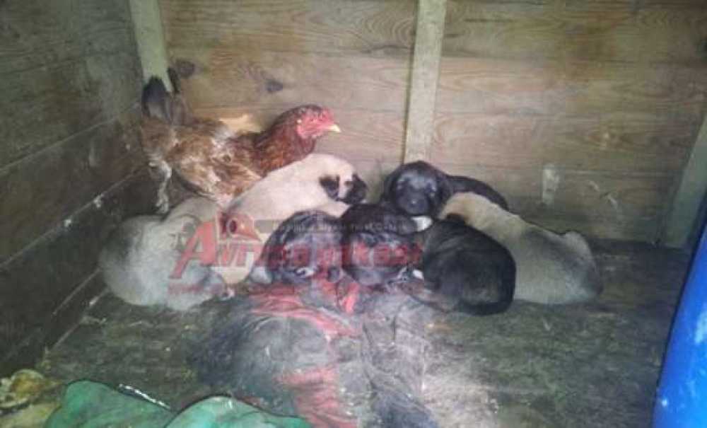 Yavru Köpekleri Civcivleri Sanıyor