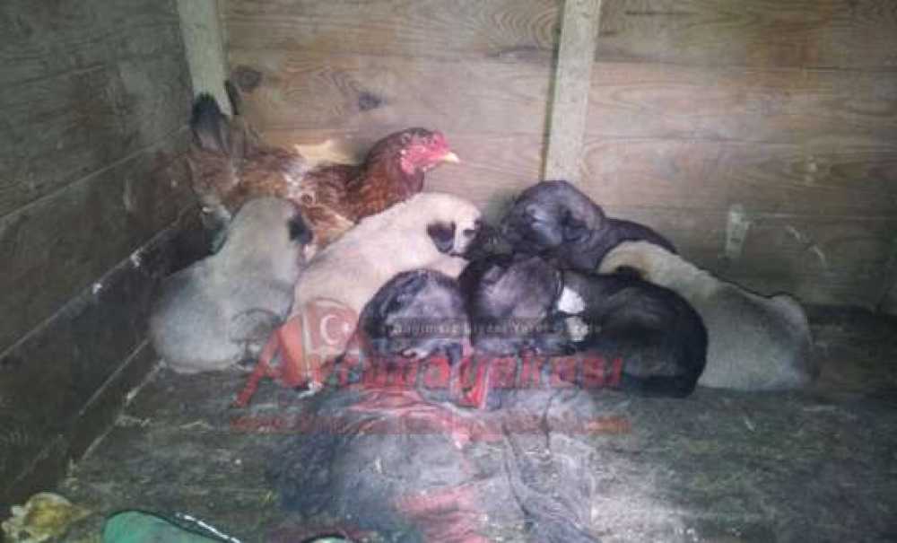Yavru Köpekleri Civcivleri Sanıyor