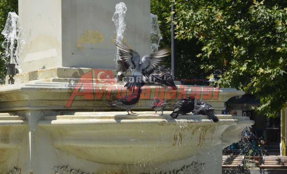 Sıcak Hava Güvercinleri De Etkiledi