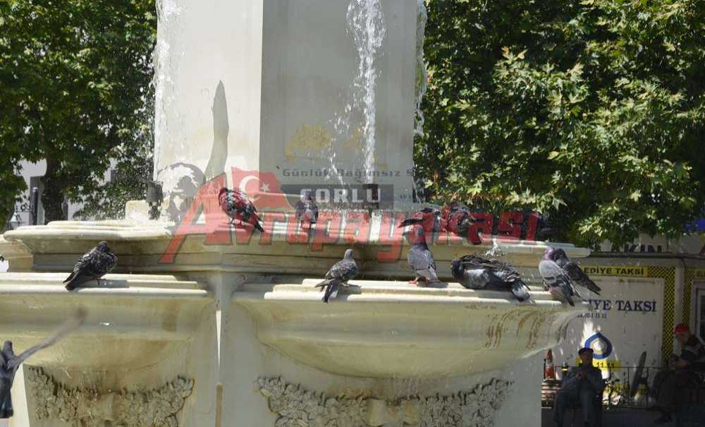 Sıcak Hava Güvercinleri De Etkiledi
