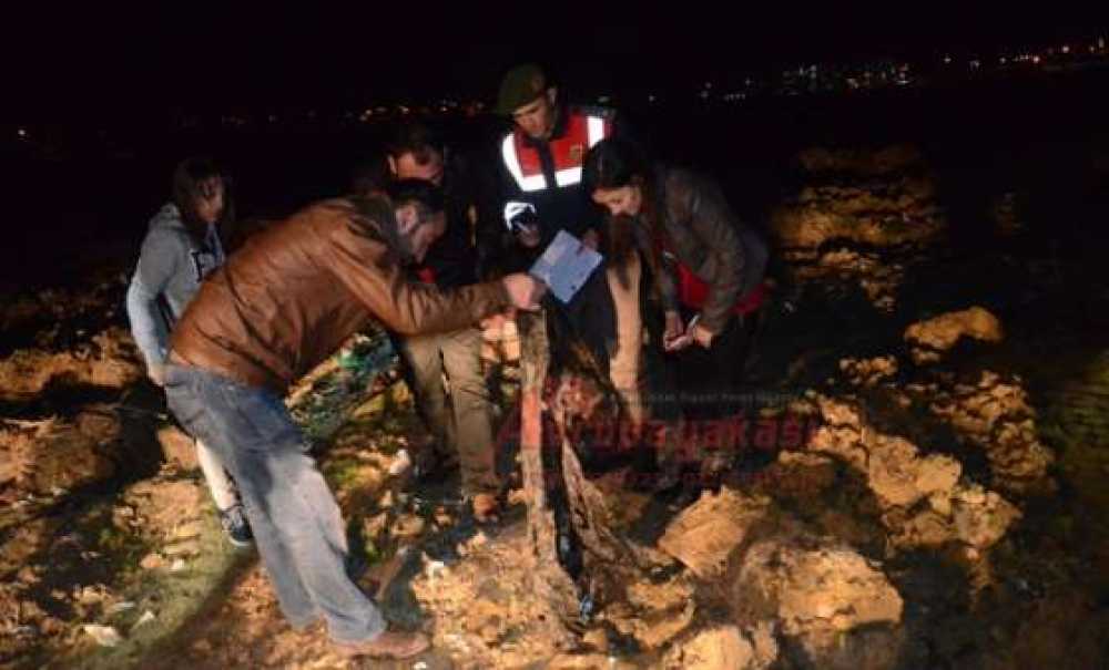 Köpek Katliamı İddiasına Soruşturma Başlatıldı