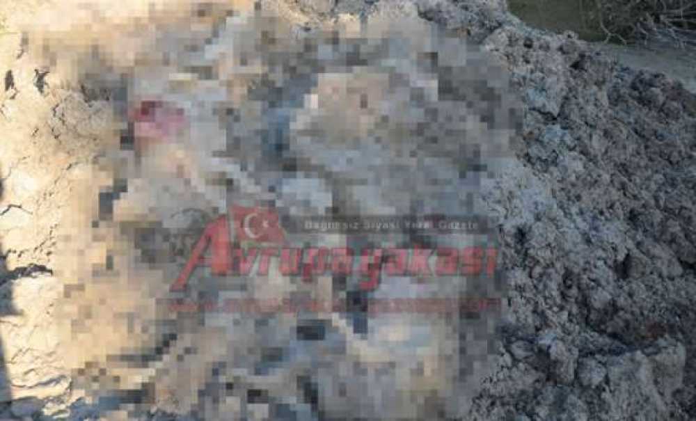 Bunu Yapan İnsan Olamaz