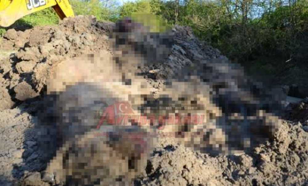 Bunu Yapan İnsan Olamaz