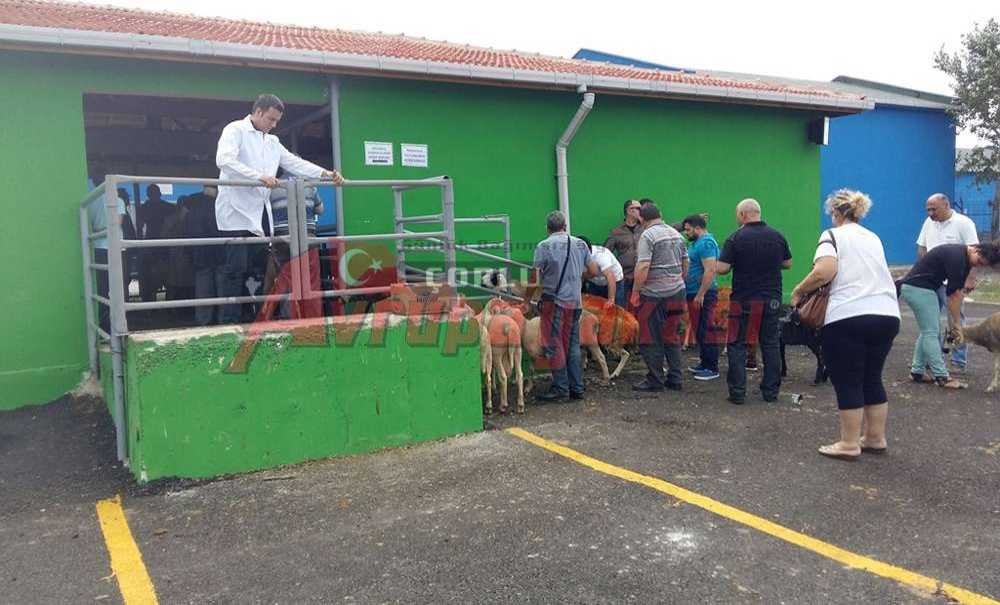 Tekirdağ'ın Mezbahaları Kurban Bayramı'na Hazır