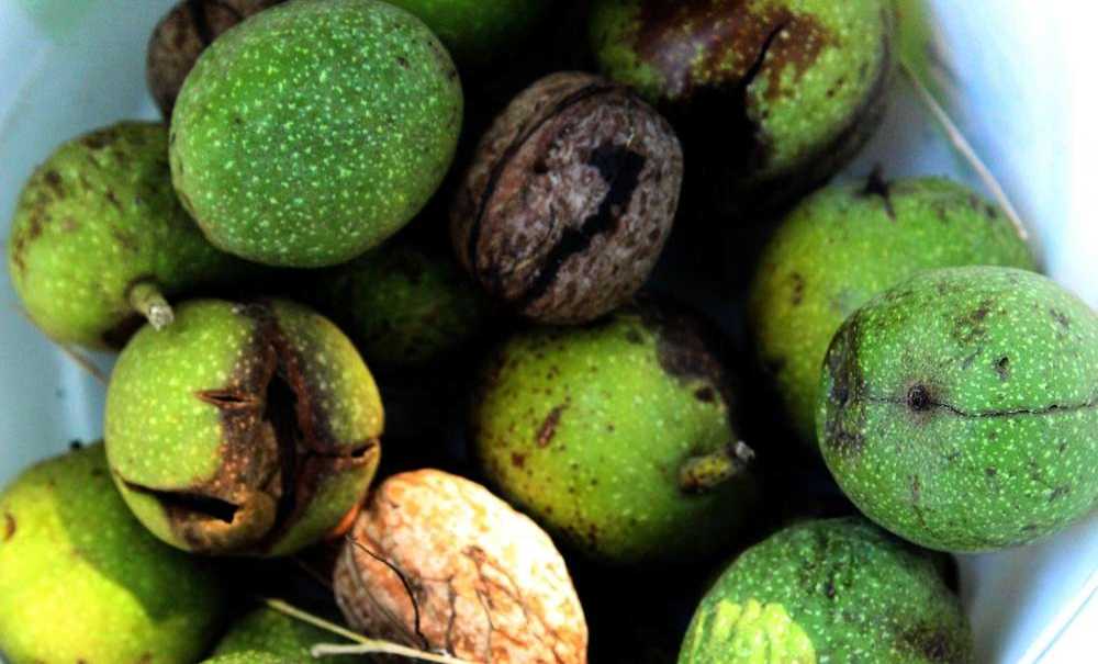 Çiftçinin Hırsızla Hikayesi Akıllara Durgunluk Getirdi