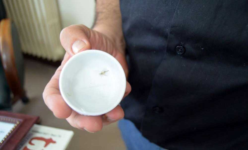 Trakya'da Asya Kaplanı Alarmı