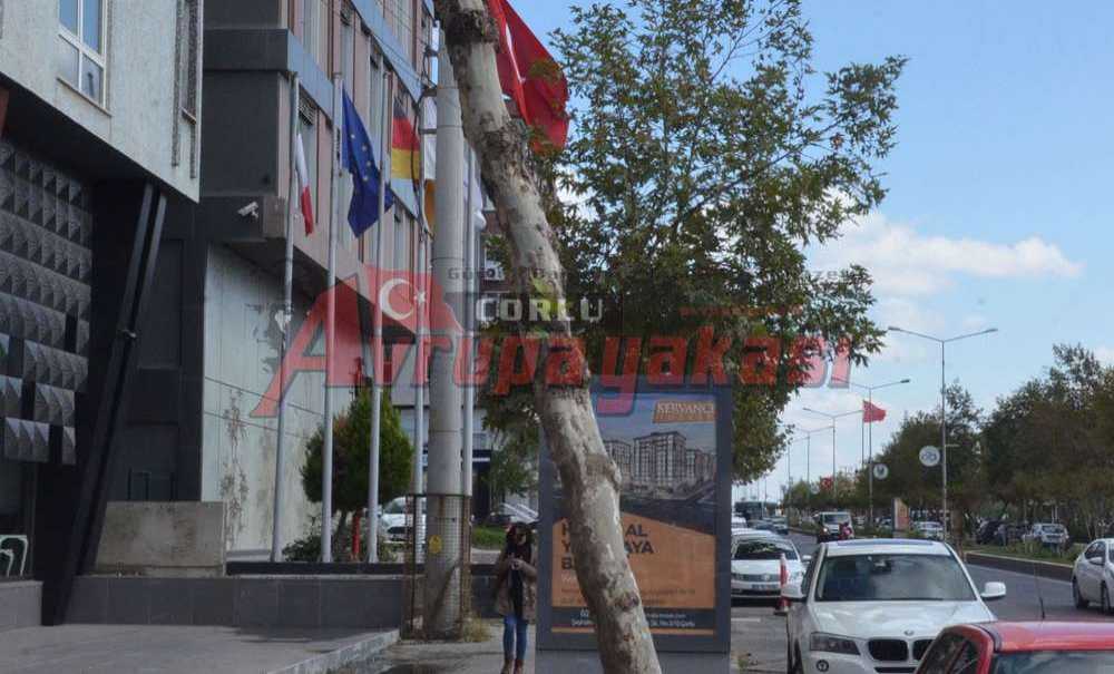 Büyükşehirden Muhteşem Budama