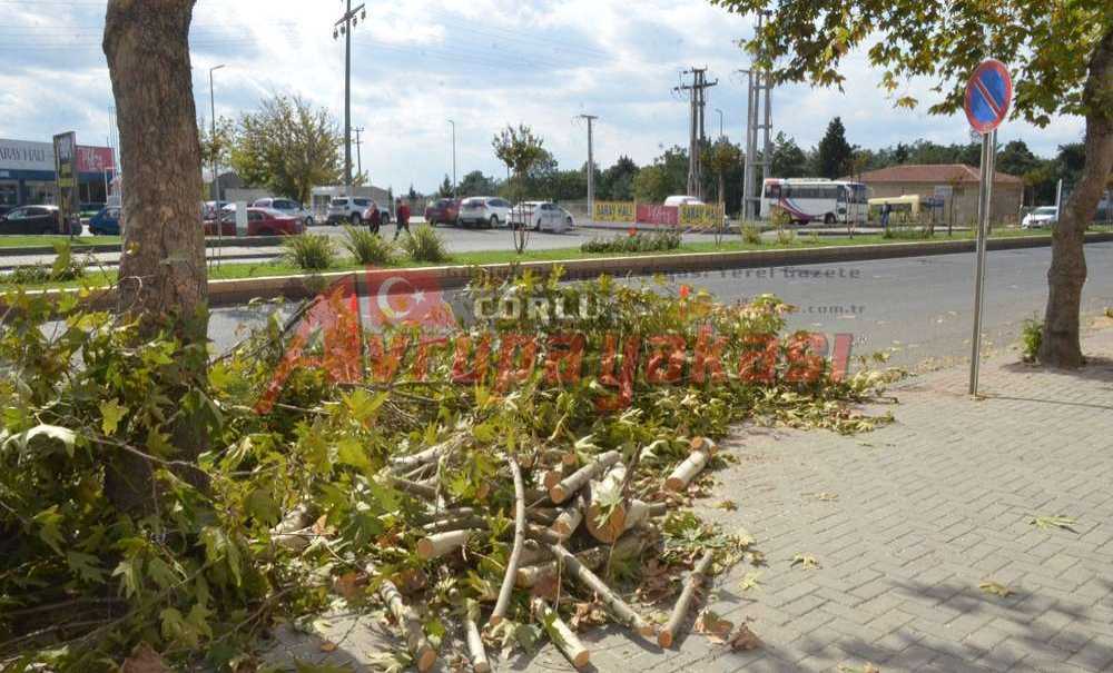Büyükşehirden Muhteşem Budama