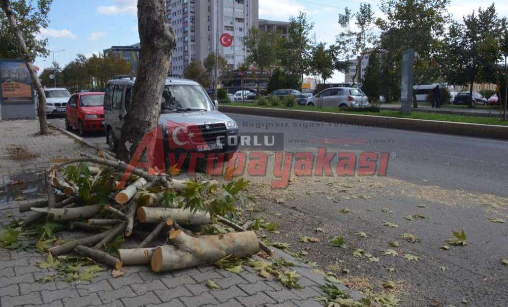 Büyükşehirden Muhteşem Budama