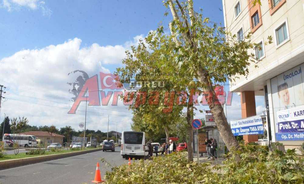 Büyükşehirden Muhteşem Budama