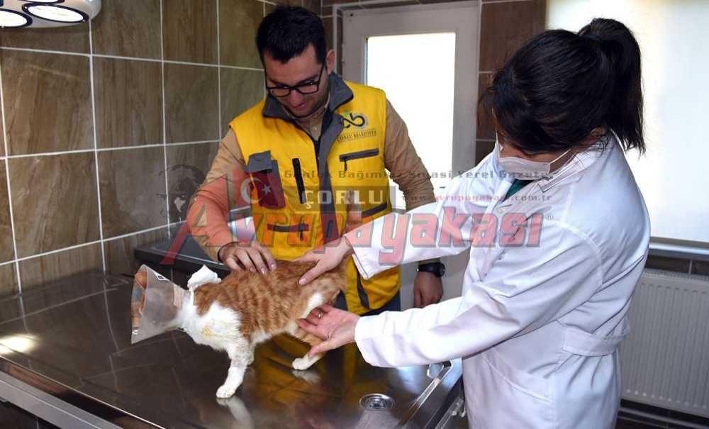 Barınakta Yaşama Yeniden Tutundular