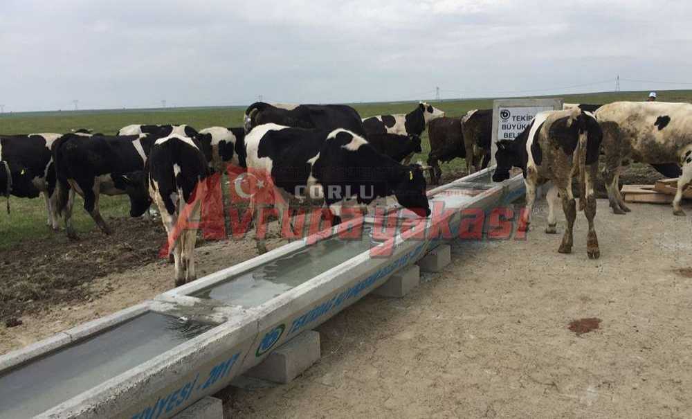 Büyükşehirden Hayvancılığa Bir Destek Daha