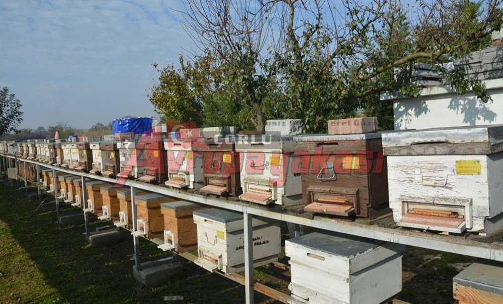 Ergene Balı Dünya 3. Oldu