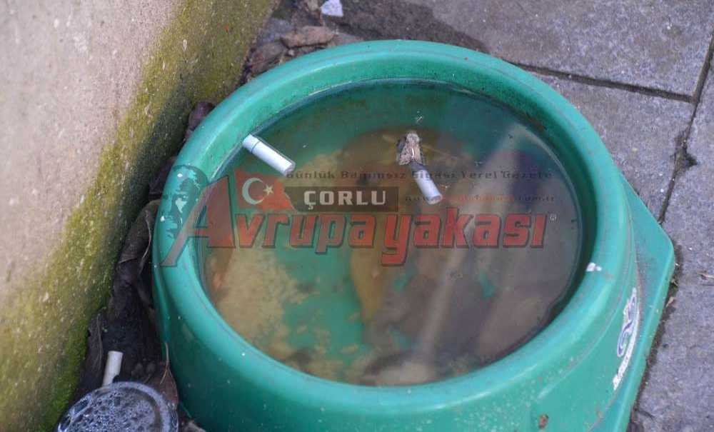 Hayvanlar Vatandaşlardan Ve Yetkililerden İlgi Bekliyor