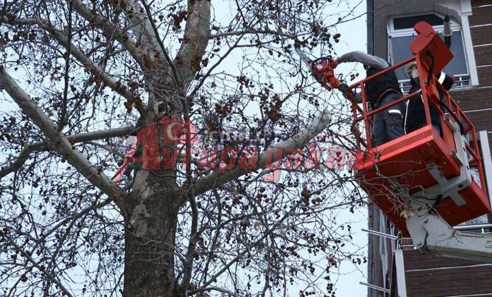Ergene'de Ağaç Budama Çalışmaları Başladı